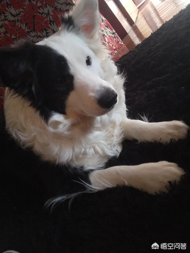 蓝湾牧羊犬打架视频:为什么边牧不爱跟别的狗一起玩呢？