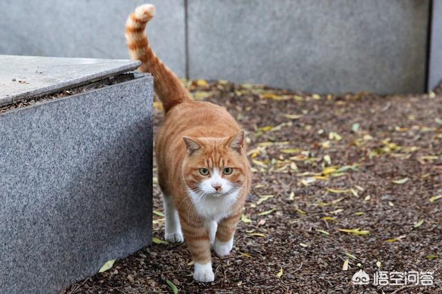 褴褛猫性格:猫喜欢抓人咬人，脾气暴躁，这猫有狂犬病吗？
？