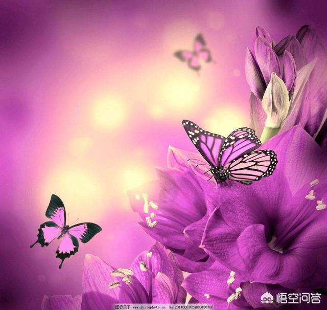 宠必达app:有什么好的手机移动办公软件可以推荐？