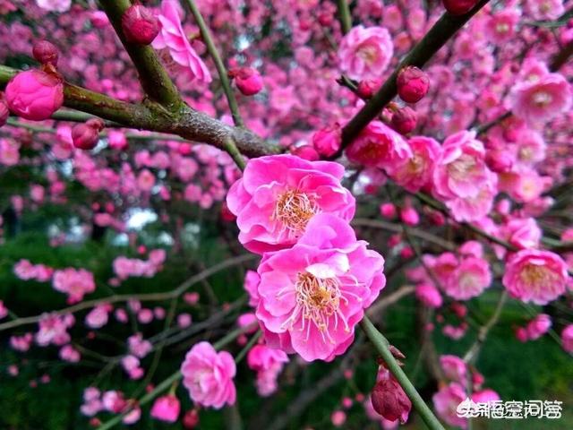宠必达app:有什么好的手机移动办公软件可以推荐？