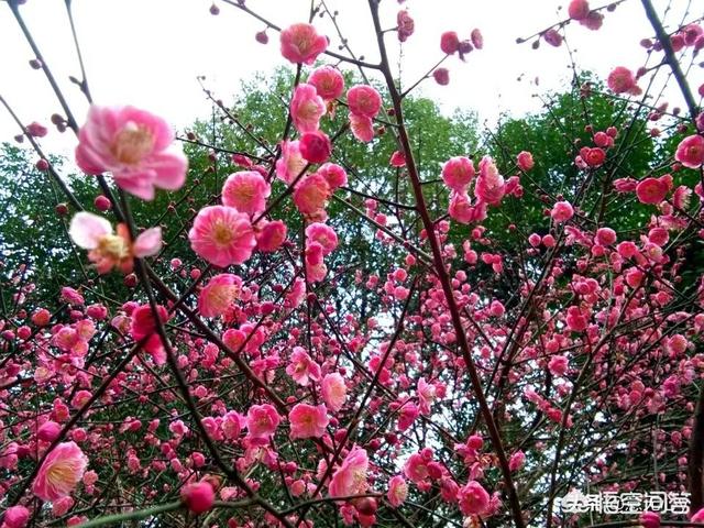 宠必达app:有什么好的手机移动办公软件可以推荐？