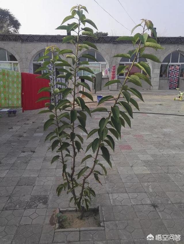 淘宝蛋龟之家怎么样:想买车厘子树苗，淘宝上的苗靠谱吗？