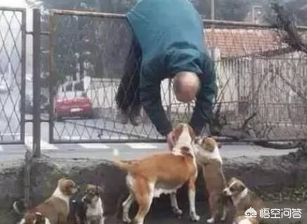 狗狗向前冲陕西卫视:一般蠢狗狗都会有哪些表现？