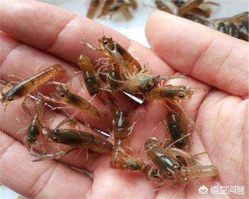 海虾养殖温度:怎样养海鲜，盐度温度分别是多少，怎么才能减少死亡率？
