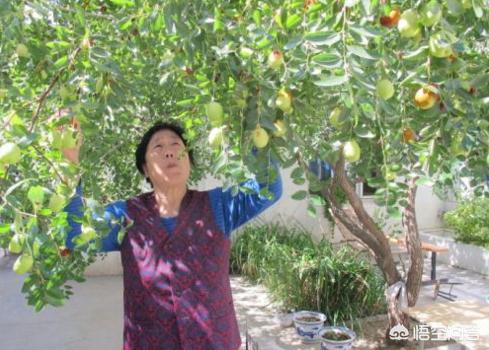 门前种三树家兴旺三代,在自家农村院子大门口种什么树寓意比较好？