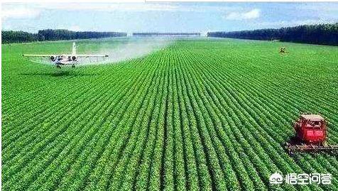 野菜好吃,为什么在农村很少见到有人种植？