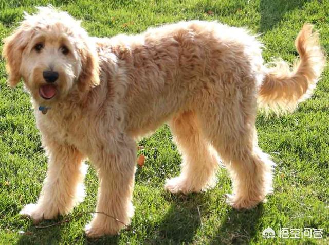 葡萄牙水犬:葡萄牙水犬智商高吗 有点像金毛和泰迪的狗叫什么？