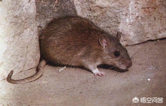 鼠狐猴毒:狂犬病毒由什么产生，所有动物身上都携带狂犬病毒吗？