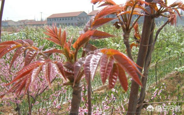 种什么果树最镇宅,为什么很多农村院子里都会种一棵香椿树？