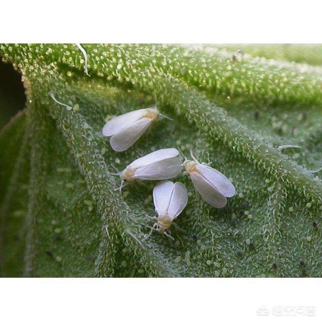 农药百灭宁:百虫灵对花卉上的白虱粉虫害有作用吗？