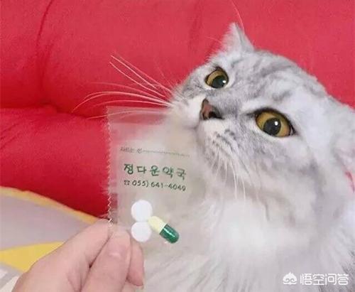 伯曼猫:伯曼猫猫鼻支可以不去医院吗？猫鼻支该怎么办？