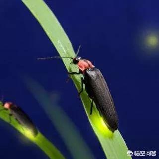 萤火虫为什么会发光:萤火虫为什么可以发光？是不是有荧光剂？