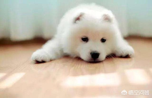 狗狗训练教程拉布拉多:狗狗训练教程拉布拉多二哈 拉布拉多有什么好的训练方法吗？