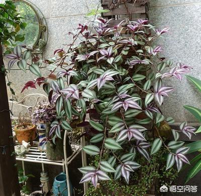 吊竹梅如何繁殖:吊竹梅的养殖方法和注意事项有哪些？