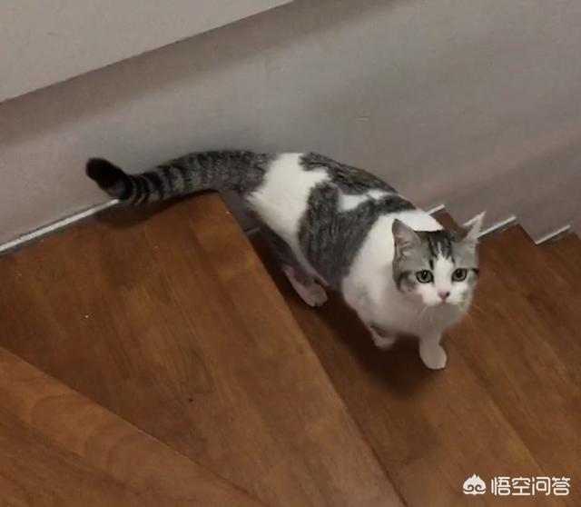 素力高海藻粉对猫咪的作用:猫咪吃什么东西毛发柔顺发亮？