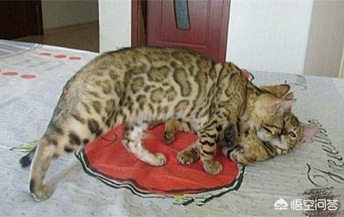 野生豹猫吃了有什么用:孟加拉豹猫如何繁育 猫肉可以吃吗？吃了有什么后果？