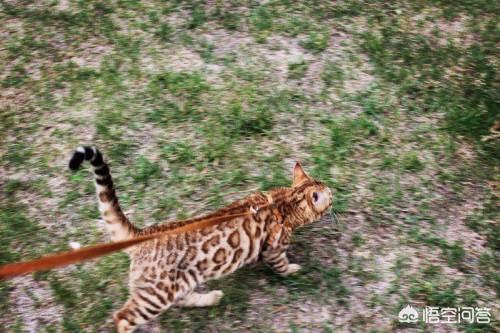 野生豹猫吃了有什么用:孟加拉豹猫如何繁育 猫肉可以吃吗？吃了有什么后果？