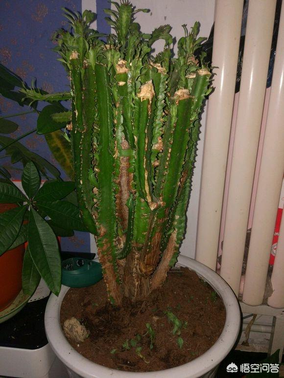 巴西龙骨怎么修剪:龙骨该如何剪枝，该怎样栽培？