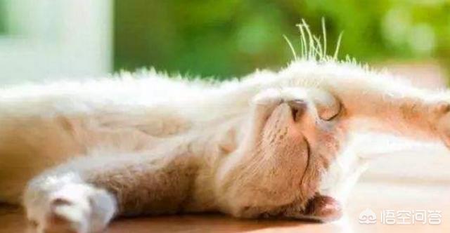 养猫指南:在不同的季节里要如何来养猫？