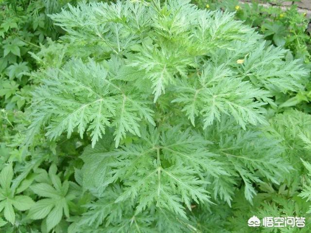 农村有种野菜叫“猪牙菜”,是不是这个？怎么吃？