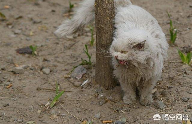 收养流浪猫:家里有“原住民”，可以再收养流浪猫吗？