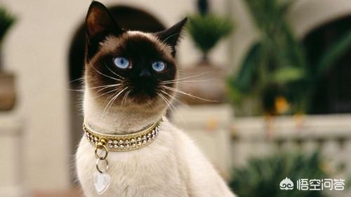 猫咪尿频不喝水:猫咪喝水不多却尿很多次怎么回事？