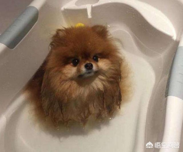 博美犬的寿命与养护方法技巧:新手如何饲养一只博美犬？ 博美犬正确养的方法