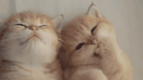 豹猫图片:我国野生的豹猫还多吗？为什么？
