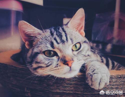 爪哇猫感冒发烧怎么办:猫咪感冒怎么办？猫咪一直舔鼻子打喷嚏？