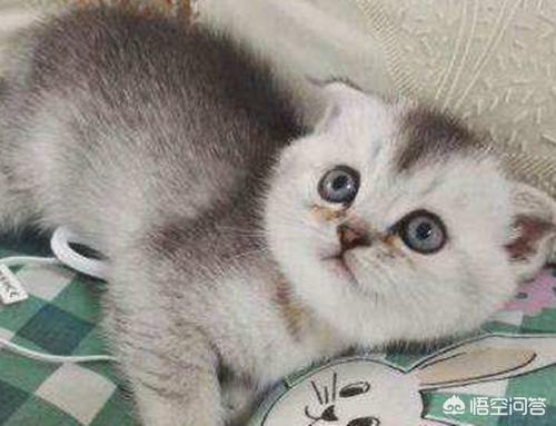 爪哇猫感冒发烧怎么办:猫咪感冒怎么办？猫咪一直舔鼻子打喷嚏？