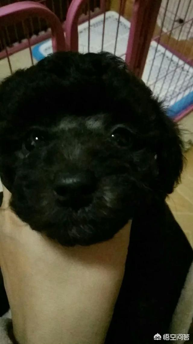 女孩养狗注意事项:青春期的女孩子适合养什么样的狗狗？
