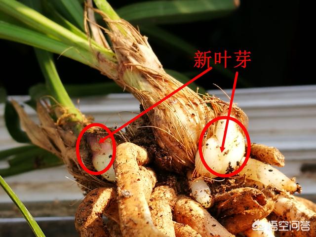 狐尾兰与多花指甲兰区别:请问一下这个是兰花吗？如果是，是什么兰花？