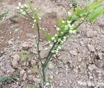 杨子父亲:不计划挂果的柑橘幼树抢先开了花如何应对小树开花现象