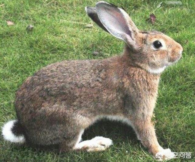 宠物兔的品种的:什么品种的兔子长不大还比较可爱？