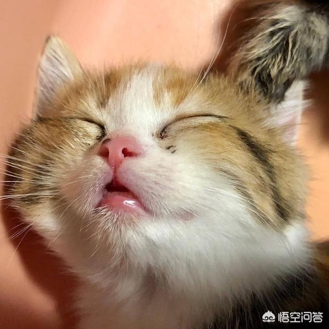 贪睡母女猫:你在养猫时最受不了的地方是什么？