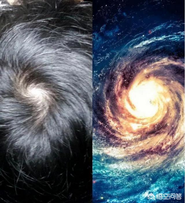黄胸鹀生物特性:在宏观大视角下，宇宙为什么呈现生物性网络结构特征？