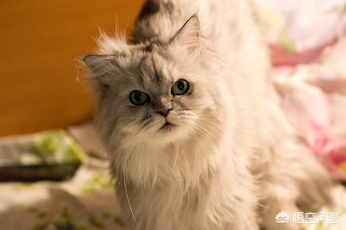 好看的金吉拉猫图片:金吉拉猫和蓝猫哪个好养？