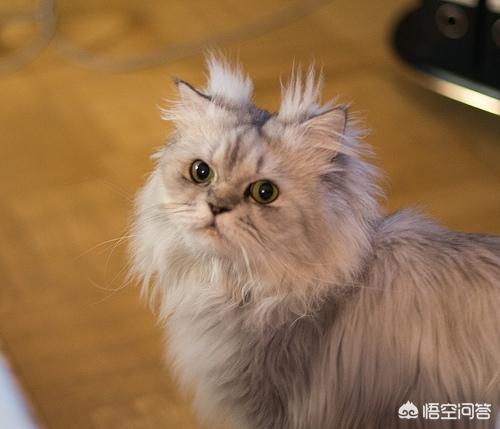 好看的金吉拉猫图片:金吉拉猫和蓝猫哪个好养？