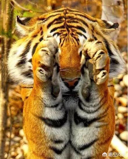 猫咪如何和老虎体型一样,和老虎打一架谁能赢?