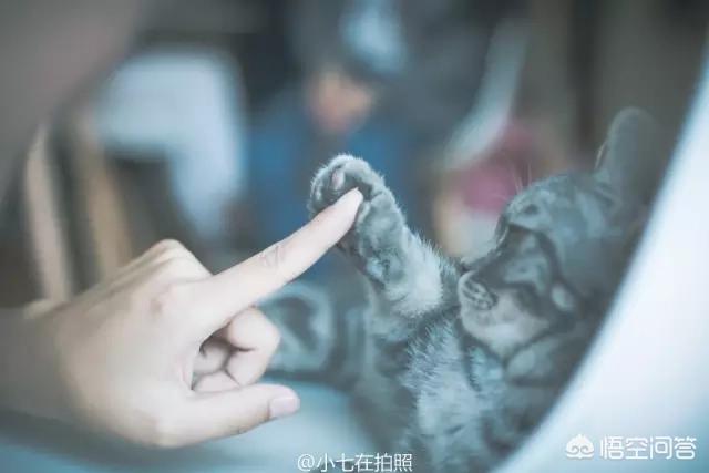 无锡 宠物摄影:怎样才能给宠物拍出美美的照片？ 无锡宠物摄影工作室