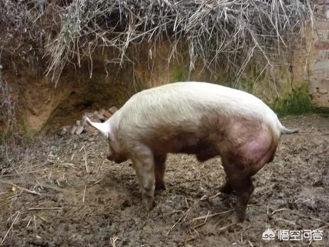 老母猪生小孩:老母猪的产后护理需要注意哪些问题