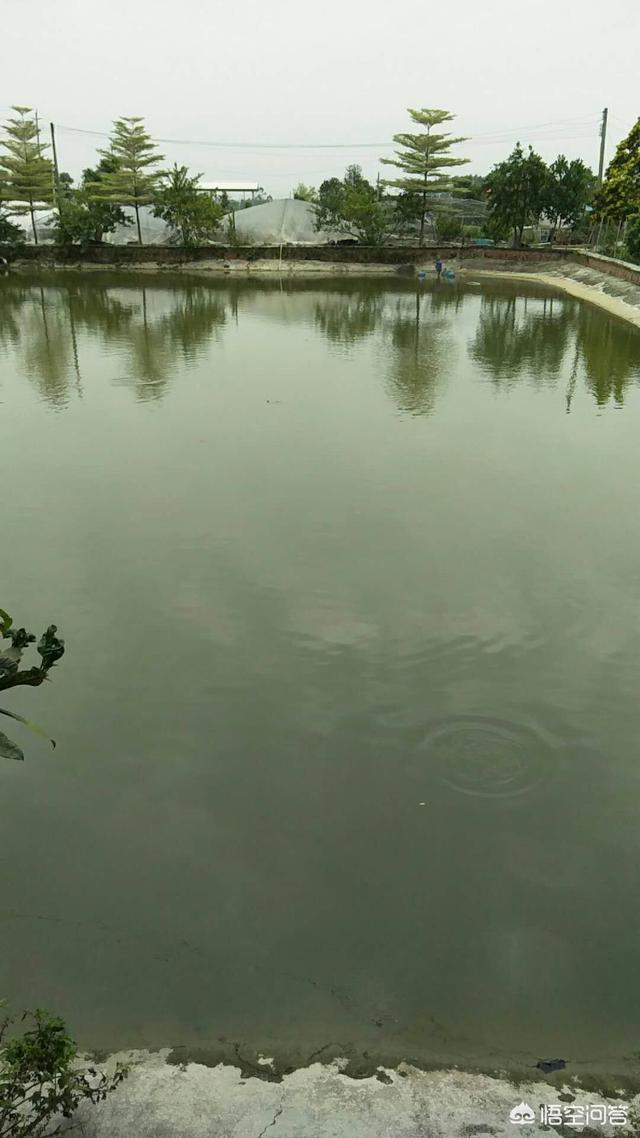 车轮虫 生活史:养鱼时，用什么药物可以防治车轮虫病？
