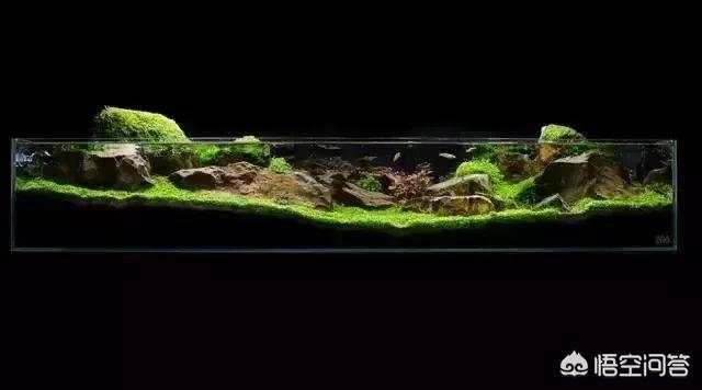 动态金鱼缸屏保:在饲养金鱼的水族箱里，可以铺设底沙或者种植水草吗？