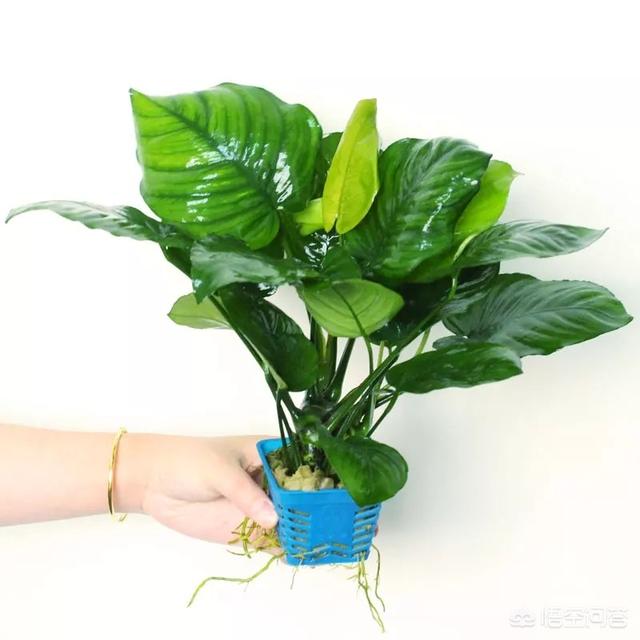 动态金鱼缸屏保:在饲养金鱼的水族箱里，可以铺设底沙或者种植水草吗？