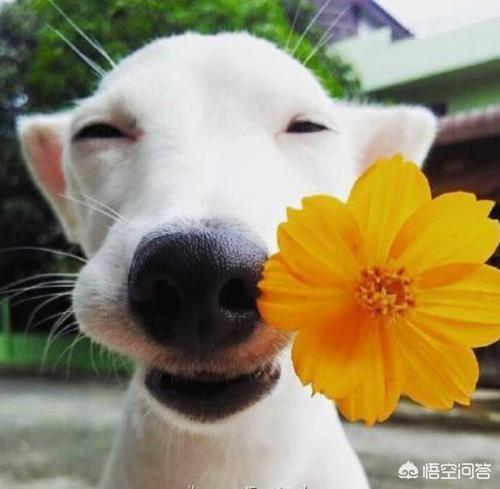 狗狗每晚都过来上我视频在线看:被狗真心喜欢是一种什么体验？