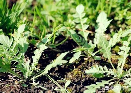 近几年城里人最喜欢吃的野荠菜在农村随处可见,如果大面积种植这种荠菜有何发展前景？
