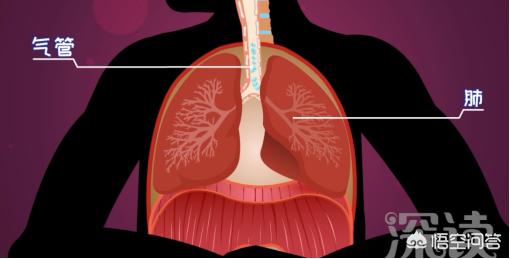 头条问答 气胸是怎么回事 深读视频的回答 0赞