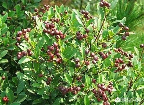 馀虹花猫的小屋:乌饭树可以大面积栽植吗？