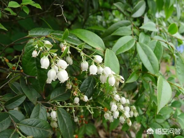 馀虹花猫的小屋:乌饭树可以大面积栽植吗？