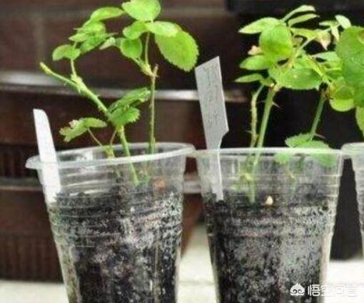 鲜切花的繁殖方式:花店扔掉的玫瑰花枝可以扦插吗？